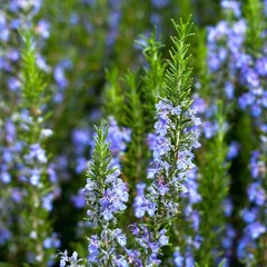 Rosemary Seeds, NON-GMO, Heirloom 50 seeds Free Shipping!