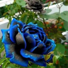 20 EXOTIC RARE ROSE SEEDS home garden flower plant bush diy sun Rosas hybrid tea