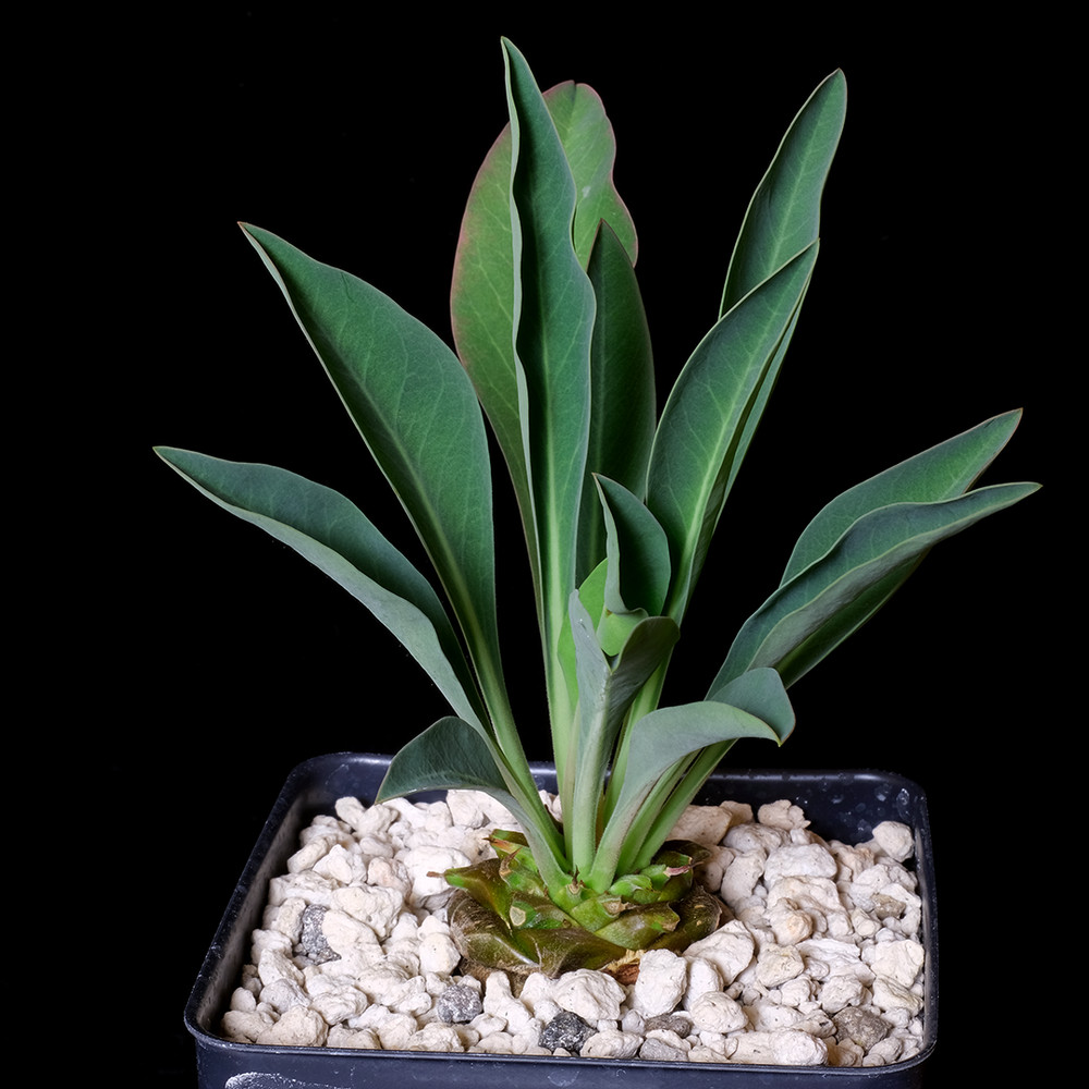 Euphorbia bupleurifolia small – 3.25″ pot – Euphorbiaceae