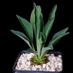 Euphorbia bupleurifolia small – 3.25″ pot – Euphorbiaceae