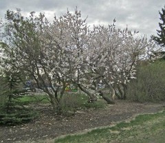 1 DORMANT Tibetan Apricot, edible tree/shrub .Zones 5-8. Self Pollinizing