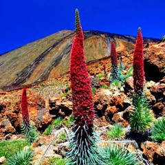 20 TOWER OF JEWELS SEEDS (Echium Wildpretii) Hummingbird Garden Flower Plant