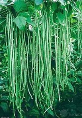 Taiwan Yard Long Bean Seeds (25) / HEAT TOLERANT / FLORIDA GROWN / RARE/ FLORIDA