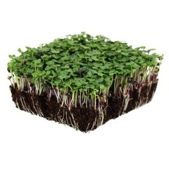 Organic MICROGREEN Seeds | Fresh Heirloom Non GMO Sprouting Seeds