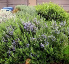 Rosemary Live Plant Arp – 4″ Size Pot