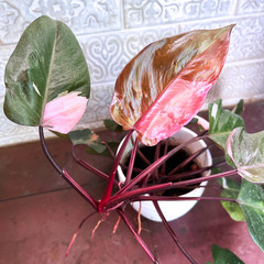 Pink Princess Philodendron Plant – FREE Shipping