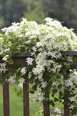 1-Year Roots Sweet Autumn Clematis (Virginsbower Clematis Paniculate Terniflora)
