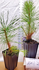 Japanese Black Pine 1 year old tree in nursery pot. Pinus thunbergii. Thunbergia