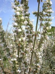 Salvia apiana | White Sage | White Sacred Sage | Bee Sage | 100 Seeds