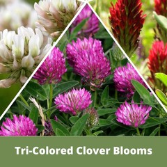 Flawn Seed Kits Tri-Color Clover Seed, Equal Mix 3 Clovers, Flowering Lawn