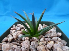 Agave albopilosa Seedling Plants VERY RARE Agave! 4+ Years Old! 2″-3″ Wide
