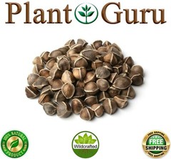 400 Moringa Oleifera Seeds 1 oz. (4 Pack) WINGLESS Fresh Semillas de Moringa
