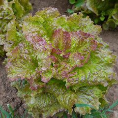 500+ LETTUCE SEEDS — PRIZEHEAD —- LEAF — NON GMO — ORGANIC —- FRESH