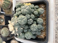 15-17cm LW Plant variegated family indoor and outdoor selfroot#
