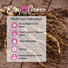 Hosta T-Rex 3 Roots – Summer Flowers in Shade on Large Blue-Green Foliage