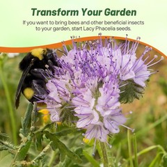 1 LB Lacy Phacelia Seeds – Phacelia Tanacetifolia Wildflower Seed