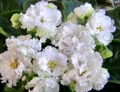 African Violet Plant EK Sugar Rose Starter
