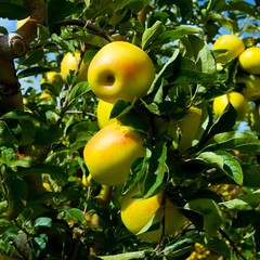 YELLOW DELICIOUS APPLE Fruit Tree Bare-root