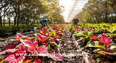 2 Bulbs FLORIDA BEAUTY caladium from Florida Plantation