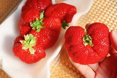15 GIANT STRAWBERRY Fragaria JuneBearing Huge Red Berry Fruit White Flower Seeds