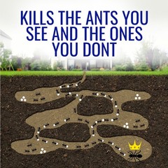 TERRO Liquid Ant Killer 1 oz Ready to Use Indoor Ant Bait Easy Apply