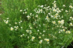 1/4 TSP + ANNUAL FLEABANE DAISY SEEDS/Erigeron annuus/NATIVE US