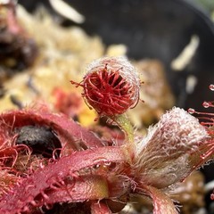 Drosera Graomogolensis 3 Plants Potted. Large, Easy Care Species