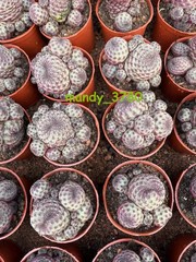 Multi Heads Rebutia rauschii Zecher Succulent Plant Garden Décor Boutique 6-8CM