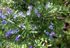 Rosemary Live Plant Arp – 4″ Size Pot