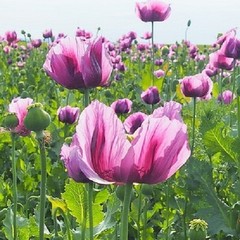 10,000 Authentic Untreated Imported Hungarian Papever Somniferum Poppy Seeds