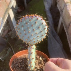 8CM Succulent Cactus Plant Opuntia Santarita（2-Head）Cactaceae Home Garden Plant