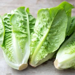 Little Gem Lettuce Seeds | Heirloom / Non-GMO | Free Shipping | Seed Store 1107