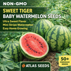 Sweet Tiger Baby Watermelon Seeds 50+ Non-GMO Ultra Sweet Easy Grow