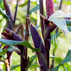 2.000+ Purple Waxy Corn Seedss (Zea mays ceratina) For Planting