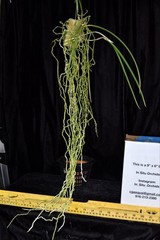 Orchid Species Brassavola cucullata ( Nice Large Plant )