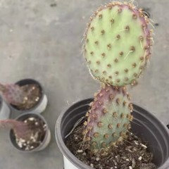 8CM Succulent Cactus Plant Opuntia Santarita（2-Head）Cactaceae Home Garden Plant