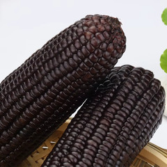 250+ Black Waxy Corn Seedss (Zea mays ceratina) For Planting