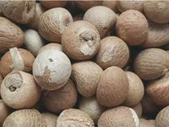 100% Organic Areca Dried Nuts | Whole Betel Nuts | 2 Lb | Fresh New Harvest |