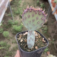 8CM Succulent Cactus Plant Opuntia Santarita（2-Head）Cactaceae Home Garden Plant