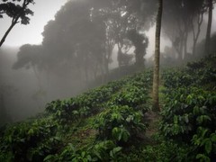 100% HAWAIIAN KONA PEA-BERRY DARK ROASTED 2 / 15 POUNDS 1 POUND BAG