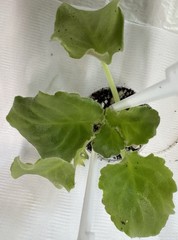 African Violet Plant RM Frivolite Starter