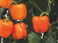 120+ Orange Sun Sweet Bell Pepper seeds – Heirloom – NON-GMO — FRESH