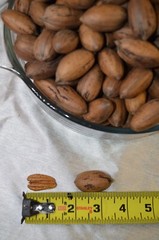 Pecans In-Shell 2.5 lbs Utah Grown Paper Shell Pecan 2023-’24 Crop Free Shipping