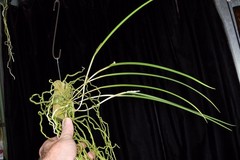 Orchid Species Brassavola cucullata ( Nice Large Plant )