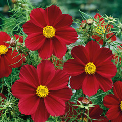 Cosmos Flower DELUXE Mix 12 Varieties Annual Summer Blooms Non-GMO 100 Seeds!