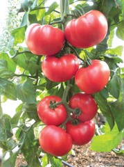 Beefsteak Heirloom Tomato Seeds, NON-GMO, Slicing Tomato, FREE SHIPPING