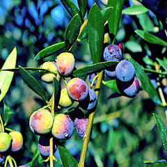 10 CANINO OLIVE TREE SEEDS (Olea europaea) European Common Edible Fruit Plant