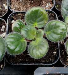 2 = 1 Pink African Violet Live Plant + 1 Blue-Purple African Violet 2″ MINI pots