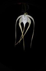 Orchid Species Brassavola cucullata ( Nice Large Plant )