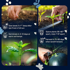 75 Sugar Baby Watermelon Seeds for Planting (Citrullus Lanatus) – Sweet Watermel